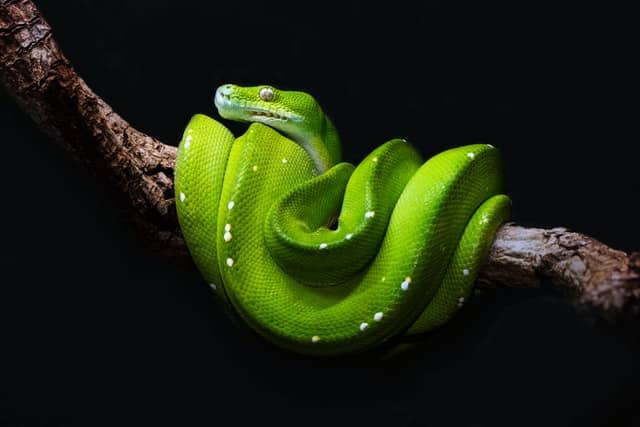 Python snake
